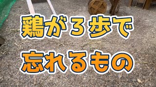 【鶏が３歩で忘れるもの】