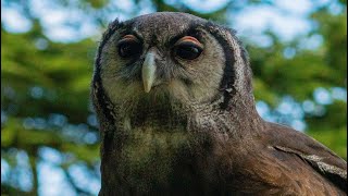 VERREAUX'S EAGLE OWL THE LARGEST OWL SPECIES IN AFRICA