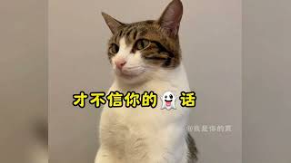 猫：婉拒了啊#谁能拒绝傻憨憨的小猫咪 #心思全写在脸上的猫 #猫咪成精 #喵星人