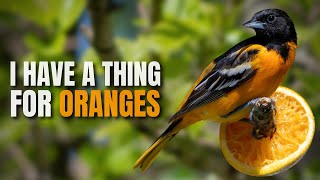 How to Attract a Baltimore Oriole to your Backyard Feeder