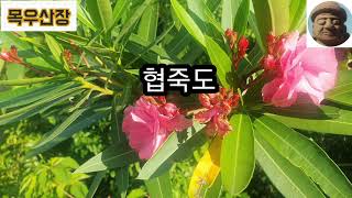 여름철에 꽃피는 협죽도#청산가리보다 6000배의 독성물질