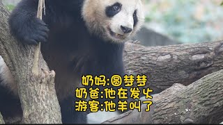 圆梦...看奶爸先打扫隔壁闹小情绪（奶妈安慰:圆梦梦 奶爸:他在发火 游客:他羊叫了）