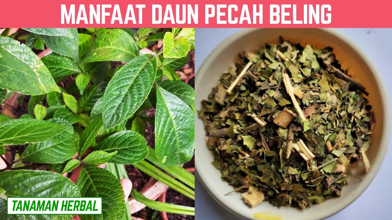 DIANGGAP GULMA! 7 MANFAAT DAUN PECAH BELING UNTUK KESEHATAN - YouTube