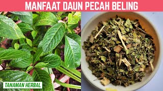 DIANGGAP GULMA! 7 MANFAAT DAUN PECAH BELING UNTUK KESEHATAN