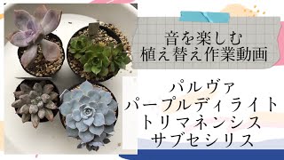 【多肉植物】音を楽しむ植え替え作業動画パルヴァ＆パープルディライト＆トリマネンシス＆サブセシリス