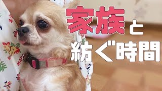 【保護犬】私たちの手に届かない宝物のような時間・・「vol 251」