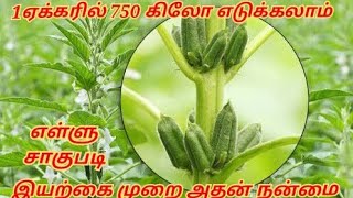 குறைந்த தண்ணீரில் 1 ஏக்கருக்கு 750 கிலோ மகசூல் தரும் எள் சாகுபடி / எள்ளு செடி வளர்ப்பது எப்படி / எள்