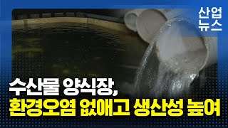 지하해수 순환·여과해 쓰는 양식장…“건강한 물고기 자란다” _산업뉴스 [산업방송 채널i]