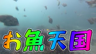 【北九州赤坂海岸】海の中はお魚天国だった！？【水中動画】