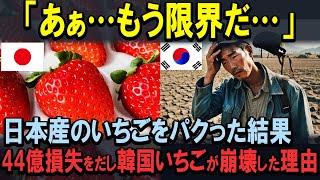 【海外の反応】「もう…勘弁して…」日本産まれの高級いちごを韓国で無断で増殖させ儲けていたのに、韓国農家が軒並み廃業に追い込まれたのは何故か。