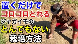 【もう疲れない】今日からジャガイモ栽培の常識が変わります　　　　　　　　　【カーメン君】【園芸】【ガーデニング】【初心者】