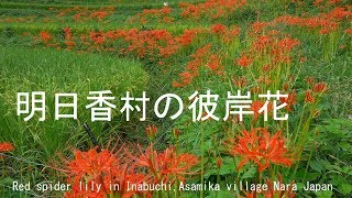 奈良明日香村の彼岸花　2017 Red spider lily in Inabuchi,Asamika village Nara Japan