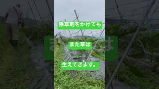 【家庭菜園】除草剤は使わない方が良い！？