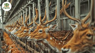 How Russian Farmers Raise Millions of Deer to Get Antlers and Skin | Agricultural Documentary