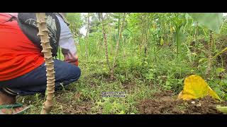 Traditional Farming: Young Farmer Harvesting Fresh Grass for Livestock Using a Sickle – Rural Life