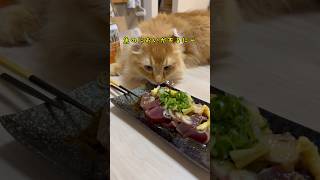 絶対に食べさせてもらえないのに期待しちゃう猫 #猫 #cat #アメリカンカール #shorts