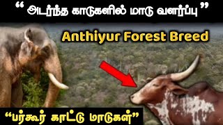 😱🌿அடர்ந்த காடுகளில் பல தலைமுறைகளாக | பர்கூர் மாடு வளர்ப்பு | மாடுகளை தெய்வமாக வணங்கும் விவசாயி🤩