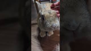 モフモフされるうさぎ🐇 #うさぎ #うさぎのいる暮らし #動物 #ペット #rabbit #bunny #animal #pet