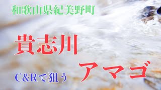 [貴志川 C\u0026R] 解禁日釣行！ 深場や急流など様々なポイントがあり。