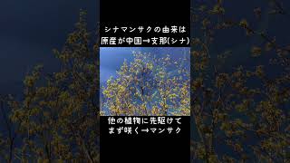 30秒植物紹介【シナマンサクの実】 #自然観察 #30秒植物紹介 #gardening