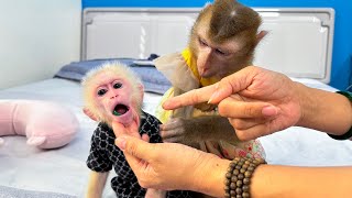 Monkey Kaka's Concern: Monkey Mit Swallows Mother's Ring
