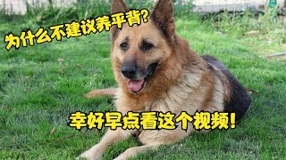 为什么不建议养平背德牧，看完这个视频，网友：幸好早点刷到！