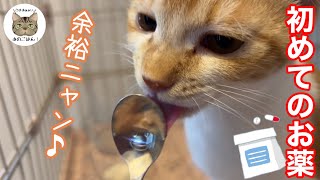 【保護野良子猫】初めての飲み薬を子猫にあげたらこうなりました