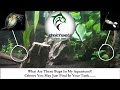 What Are These Bugs In My Aquarium?! Critters You May Just Find In Your Tank.... What Are These Bugs In My Aquarium?! Critters You May Just Find In Your Tank....