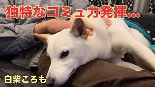 【白柴ころも】独特なコミュ力を発揮する柴犬…この先心配