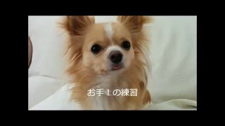 【わんわん日記】　可愛すぎる犬♪　お手の練習