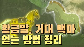 젤다 왕눈 \