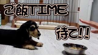 ご飯食べたのにめっちゃ催促してくるダックスの子犬