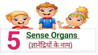 sense organs name in Hindi and English|| 5sense organs||ज्ञानेंद्रियों के नाम||इंद्रियों के नाम