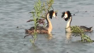 Great Crested Grebe. Fight, Couple, Parent and child.　カンムリカイツブリの戦い・カップル・親子【 Nussie Village / ぬっしー村 】