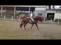 馬術 馬場 horse 馬術運動 horseriding horserider equestrian equestre 休閒 馬 陶教練台灣出生5歲小公馬與學生第一次接觸