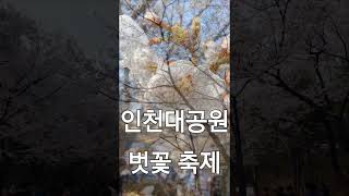 인천대공원 벗꽃 축제 2024.04.06