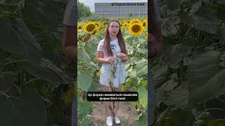 Біла коренева гниль на соняшнику #shorts #agro #sunflower #agriculture #field #агроном