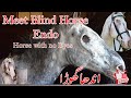 Horse with no eyes | Meet Endo Blind Horse in world | Never Such Seen Blind Horse | Equestrian World