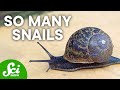 The 9 Most Abundant Animals in The World