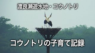 渡良瀬遊水地コウノトリ・2020/07/11・コウノトリ家族・ヒナの成長記録 / Oriental stork