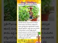 తంత్రరహస్యాలు rangoli wealthtips telugu ytshorts pooja devotional