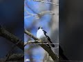 Collared flycatcher (Ficedula albicollis)