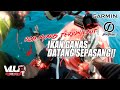 IKAN GANAS DATANG SEPASANG! - #VLUQ220