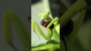 Amazing Mantises eating ant alive