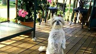 Talking Shih Tzu Dog Begs for Treats