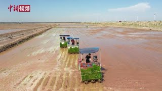 袁隆平团队内蒙古杭锦旗试种“海水稻” 废地变宝地