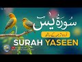 Surah Yaseen / Yasin full with Urdu Tarjuma | Tilawat | Episode 65 | Quran with Urdu Translation