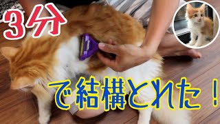 長毛猫、夏のお手入れ【ノルウェージャンフォレストキャット】