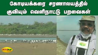 கோடியக்கரை சரணாலயத்தில் குவியும் வெளிநாட்டு பறவைகள் | Kodikkarai | Bird Sanctuary