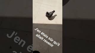 Le pigeon voleur dernière tentative #internet